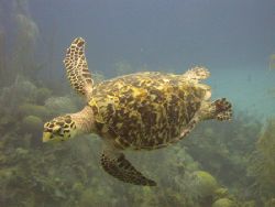 This beautiful turtle came up out of nowhere off the coas... by Alan Preston 